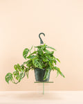Swiss Cheese Vine: Monstera adansonii - 8 inch hanging basket
