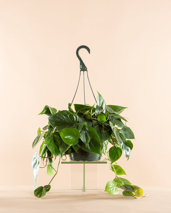 8" HANGING BASKET PHILODENDRON CORDATUM