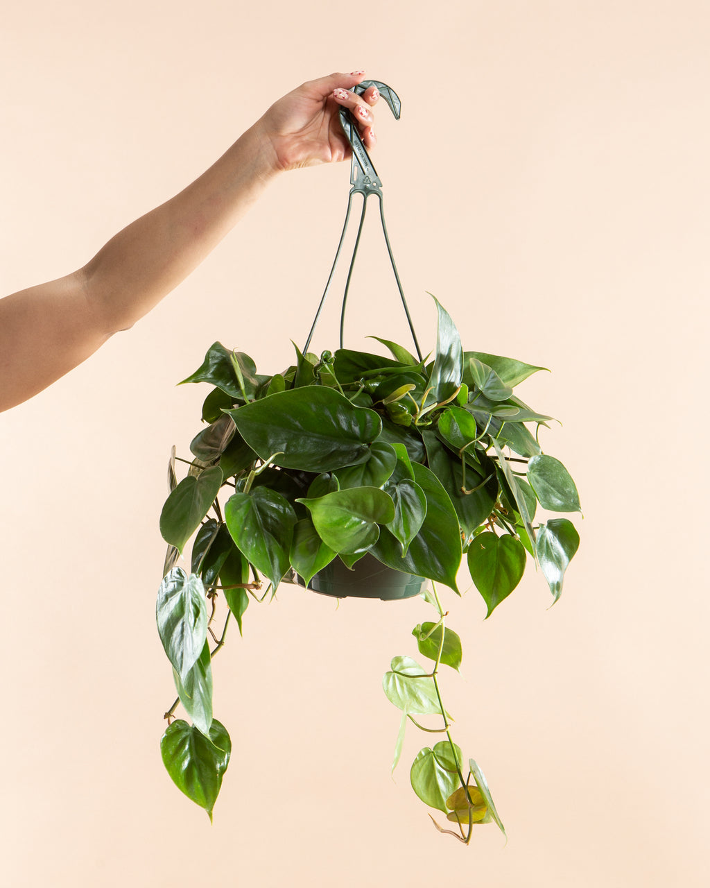 Heart Leaf: Philodendron cordatum - 8 inch hanging basket