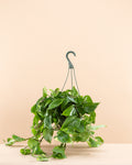 Golden Pothos: Epipremnum aureum - 8 inch hanging basket