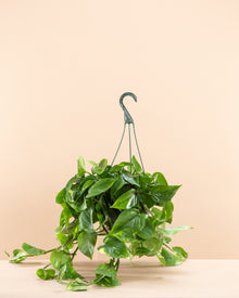  8" HANGING BASKET POTHOS GOLDEN