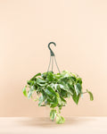 Marble Queen Pothos: Epipremnum aureum - 8 inch hanging basket