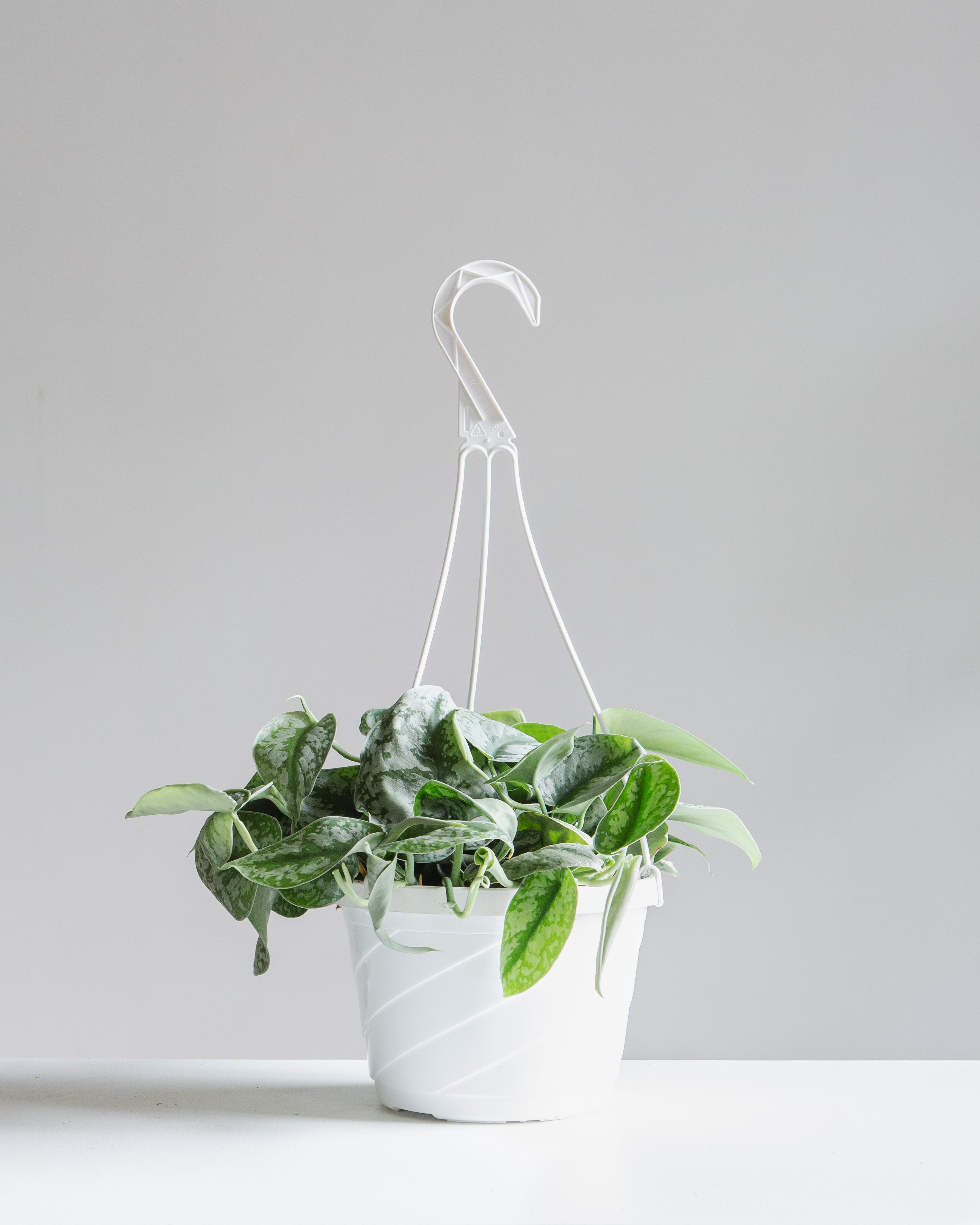 Silver Satin Pothos: Scindapsus pictus 'Exotica' - 8 inch hanging basket