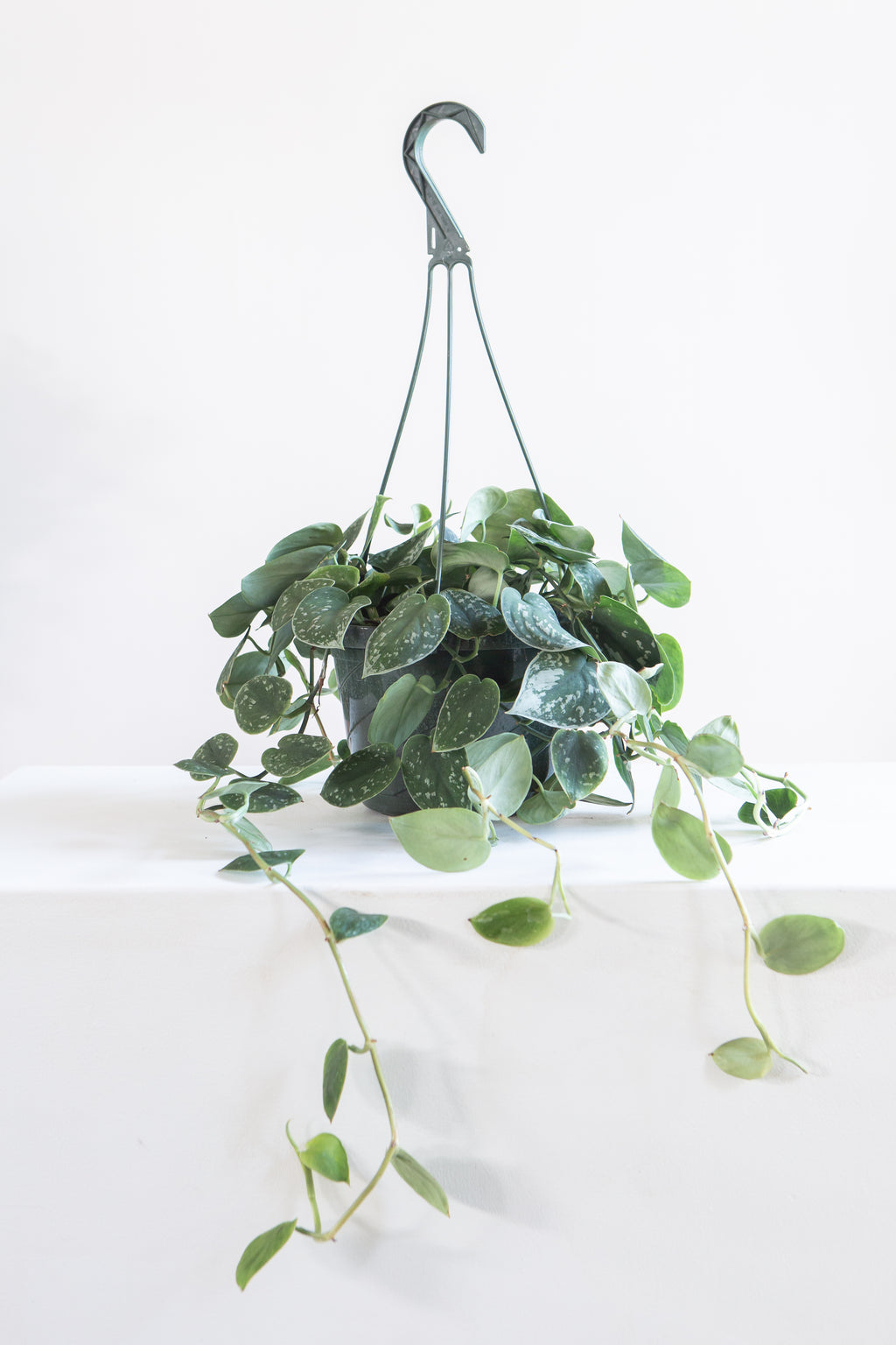 SCINDAPSUS PICTUS 'ARGYAEUS' 8" HANGING BASKET