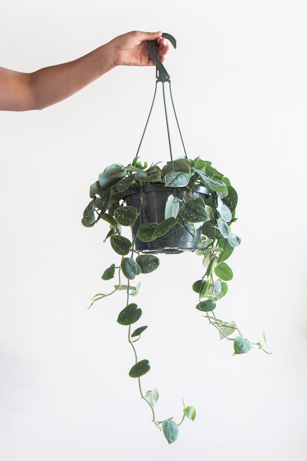 SCINDAPSUS PICTUS 'ARGYAEUS' 8" HANGING BASKET