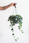SCINDAPSUS PICTUS 'ARGYAEUS' 8" HANGING BASKET