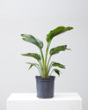 BIRD OF PARADISE' (STRELITZIA NICOLAI) 10" Grower Pot