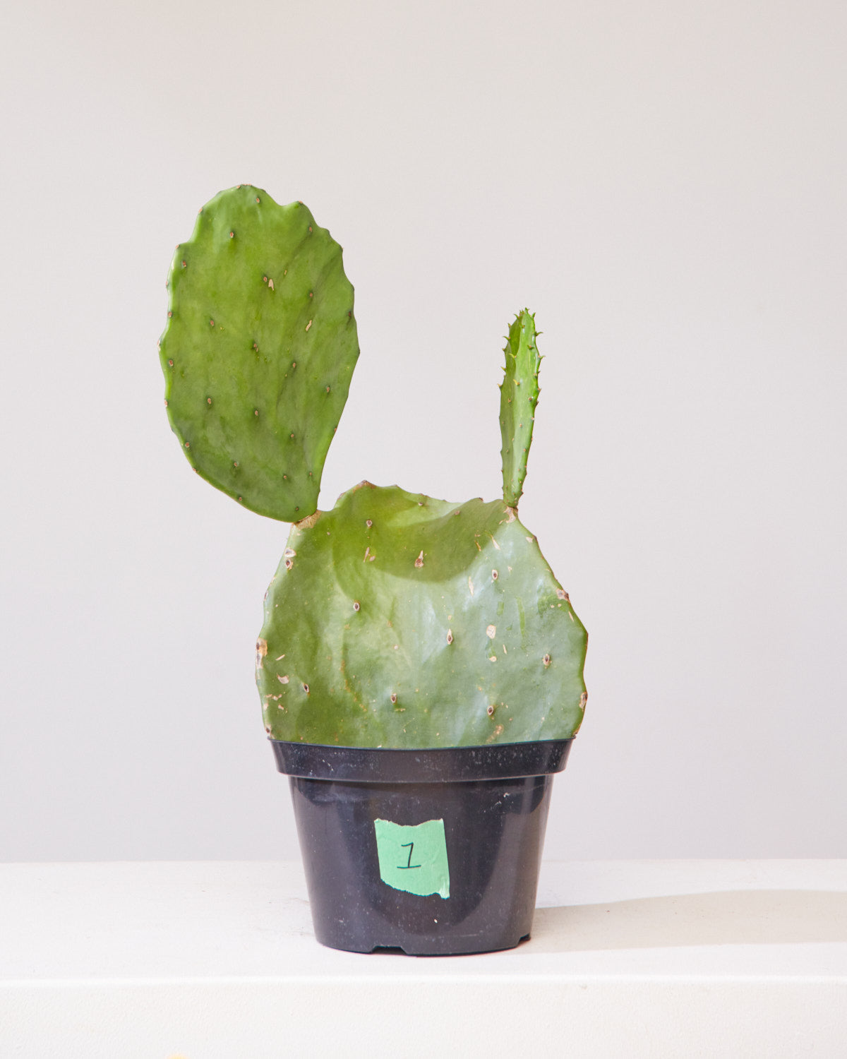 OPTUNIA' CACTUS 8" Grower Pot