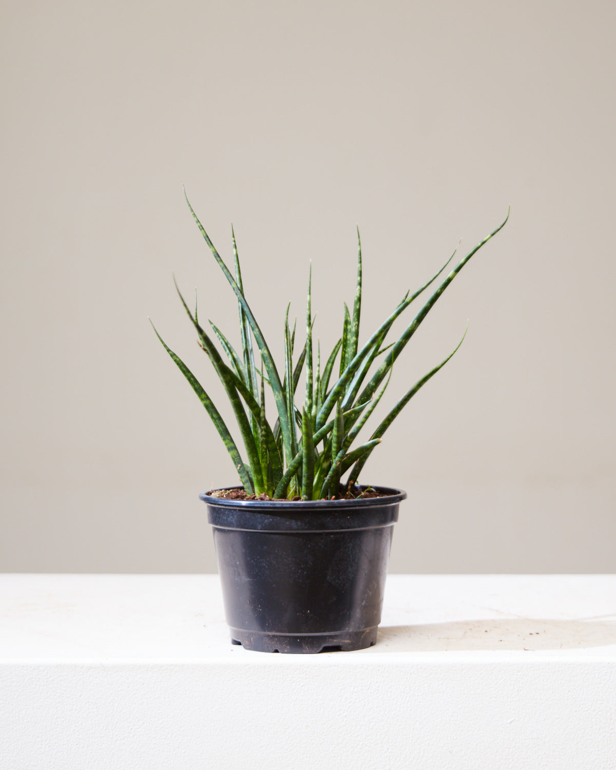 Fernwood Punk Snake Plant: Sansevieria bacularis - 5 inch pot