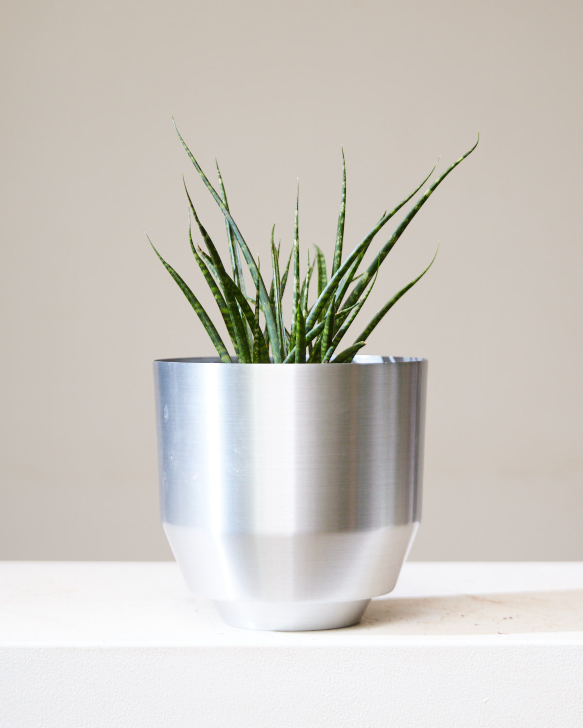 Fernwood Punk Snake Plant: Sansevieria bacularis - 5 inch pot