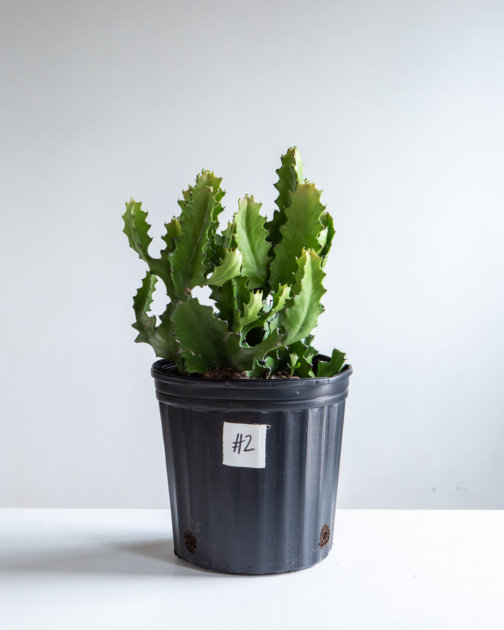 Candelabra Cactus: Euphorbia lactea - 10 inch pot - 2 foot tall