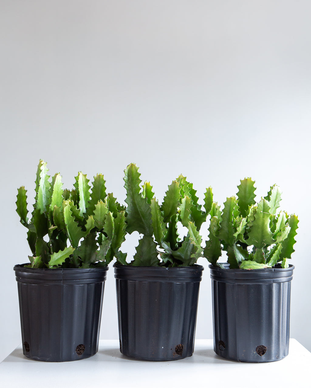 Candelabra Cactus: Euphorbia lactea - 10 inch pot - 2 foot tall