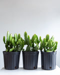 Candelabra Cactus: Euphorbia lactea - 10 inch pot - 2 foot tall