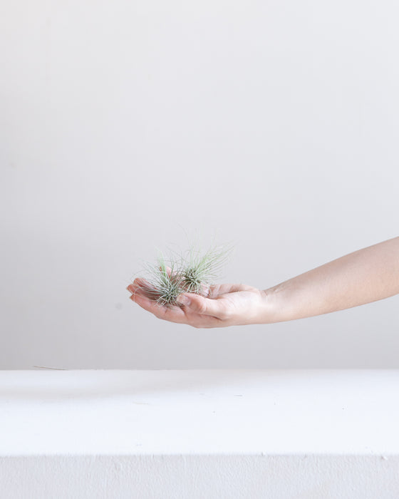 ASSORTED TILLANDSIA 'AIR PLANT'