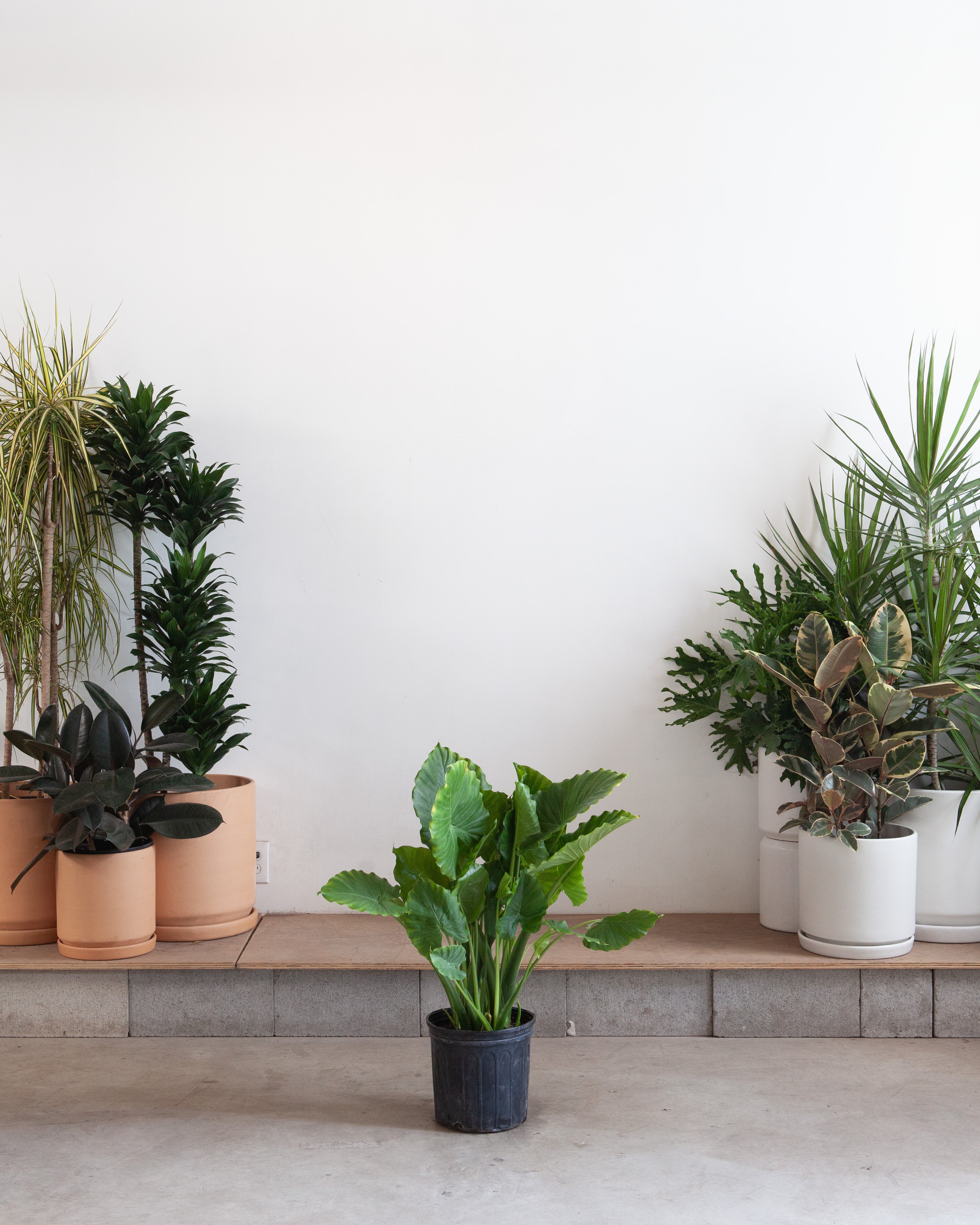 California Elephant Ear: Alocasia odora - 10 inch pot - 2-3 foot tall