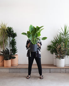  ALOCASIA 'ODORA' 10" Grower Pot (3-3.5' tall)