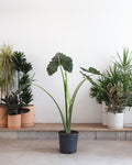 Sarian Elephant Ear: Alocasia - 14 inch pot