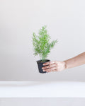 Foxtail Fern: Asparagus densiflorus - 4 inch pot
