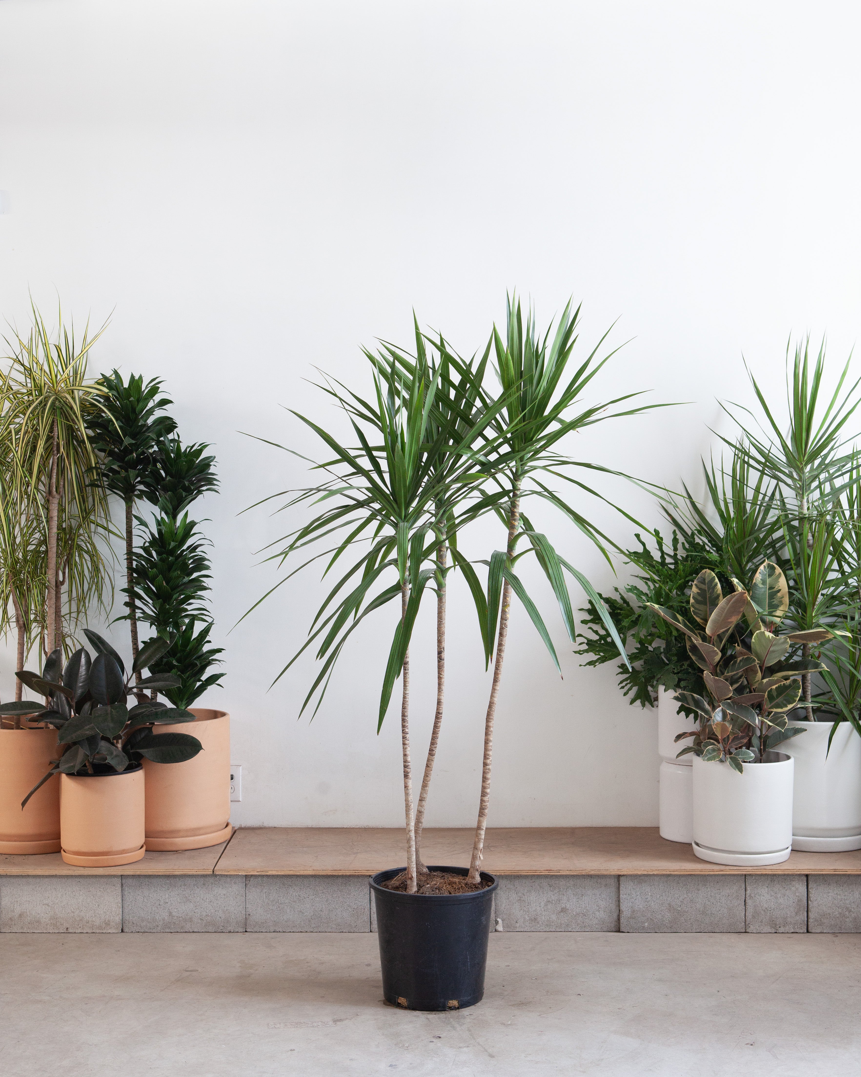 Tarzan Dragon Tree Bush: Dracaena marginata - 14 inch pot - 6.5-7.5 foot tall