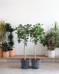 Ficus Audrey: Ficus benghalensis - 14 inch pot - 5-8 foot tall