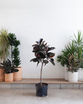 Burgundy Rubber Tree: Ficus elastica - 14 inch pot - 5.5-6 foot tall