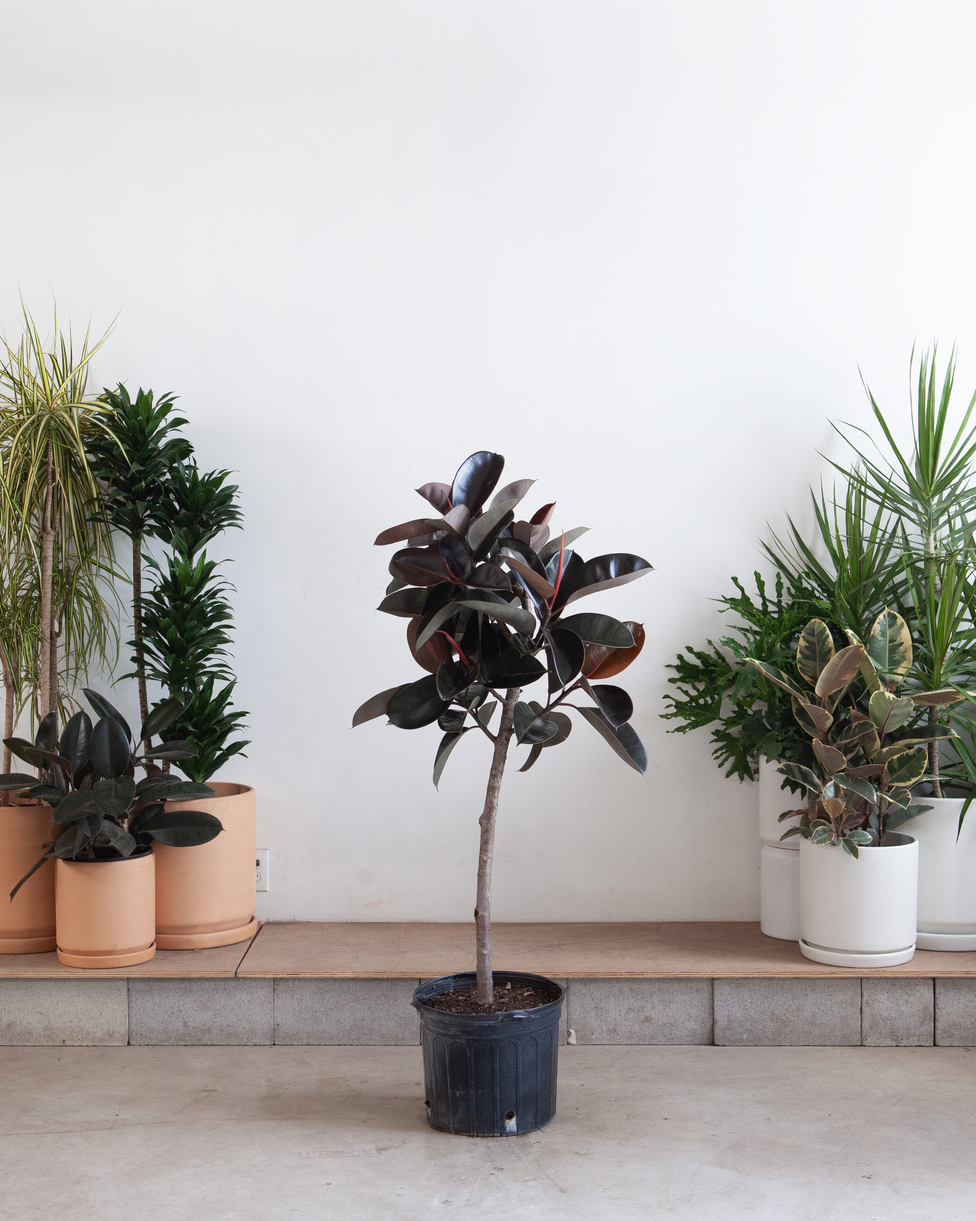 Burgundy Rubber Tree: Ficus elastica - 14 inch pot - 5.5-6 foot tall