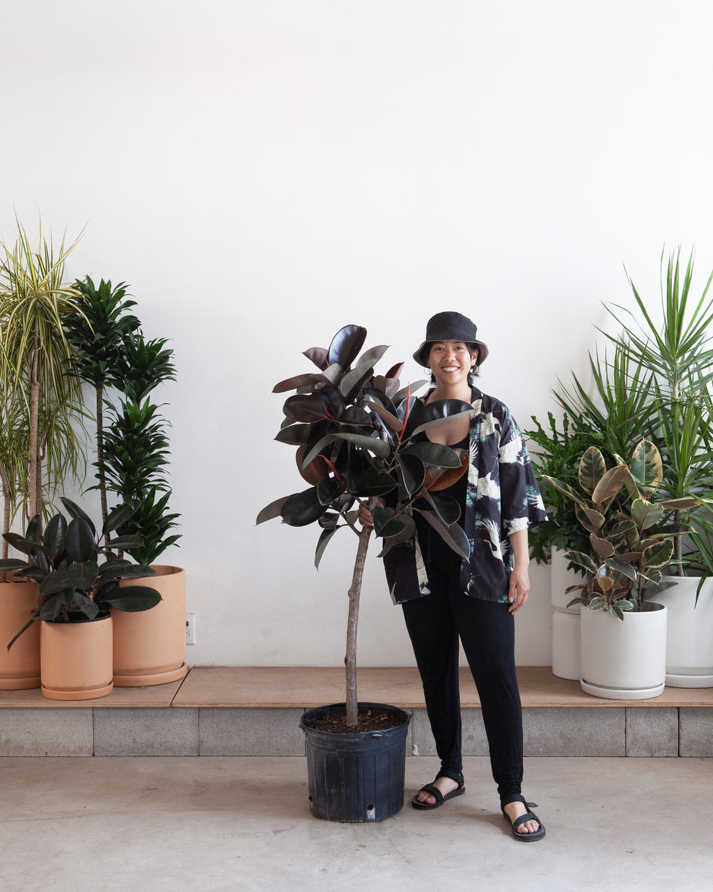 Burgundy Rubber Tree: Ficus elastica - 14 inch pot - 5.5-6 foot tall