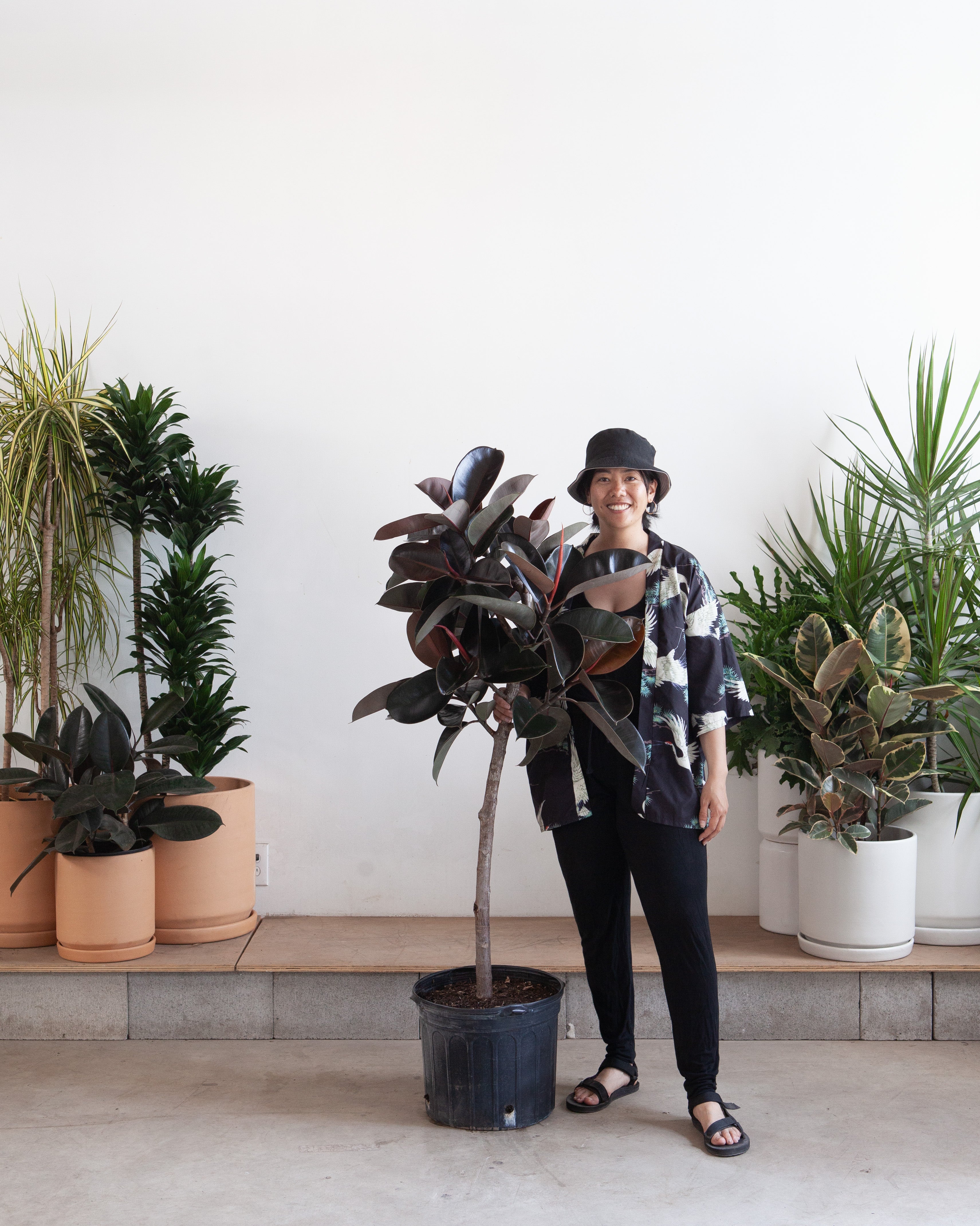 Burgundy Rubber Tree: Ficus elastica - 14 inch pot - 5.5-6 foot tall