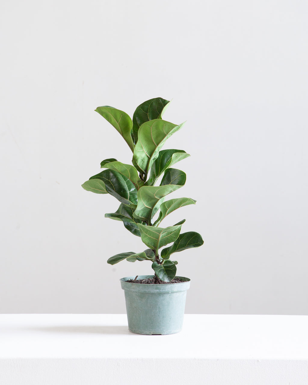 Small Leaf Fiddle Leaf Fig: Ficus lyrata 'Bambino' - 6 inch pot