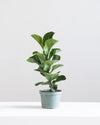 FIDDLE-LEAF FIG (FICUS LYRATA BAMBINO) 6" Grower Pot