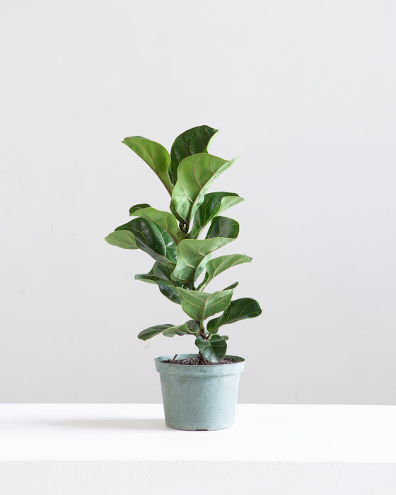 FIDDLE-LEAF FIG (FICUS LYRATA BAMBINO) 6" Grower Pot