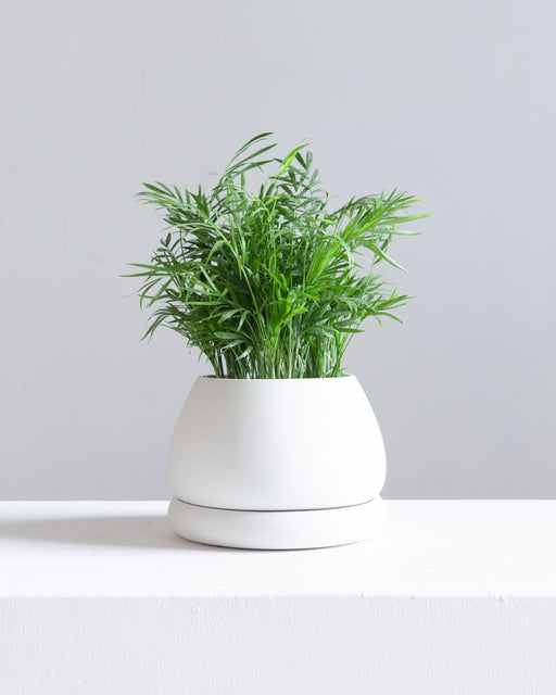 VIRIDI GELATO PLANTER small 5.5 Inch - Cloud