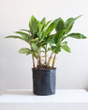 SHELL GINGER VARIEGATED 10" Grower Pot