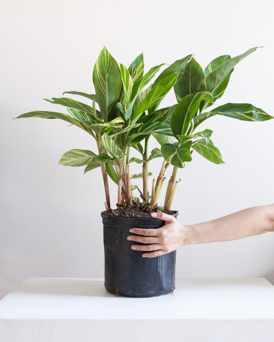 SHELL GINGER VARIEGATED 10" Grower Pot