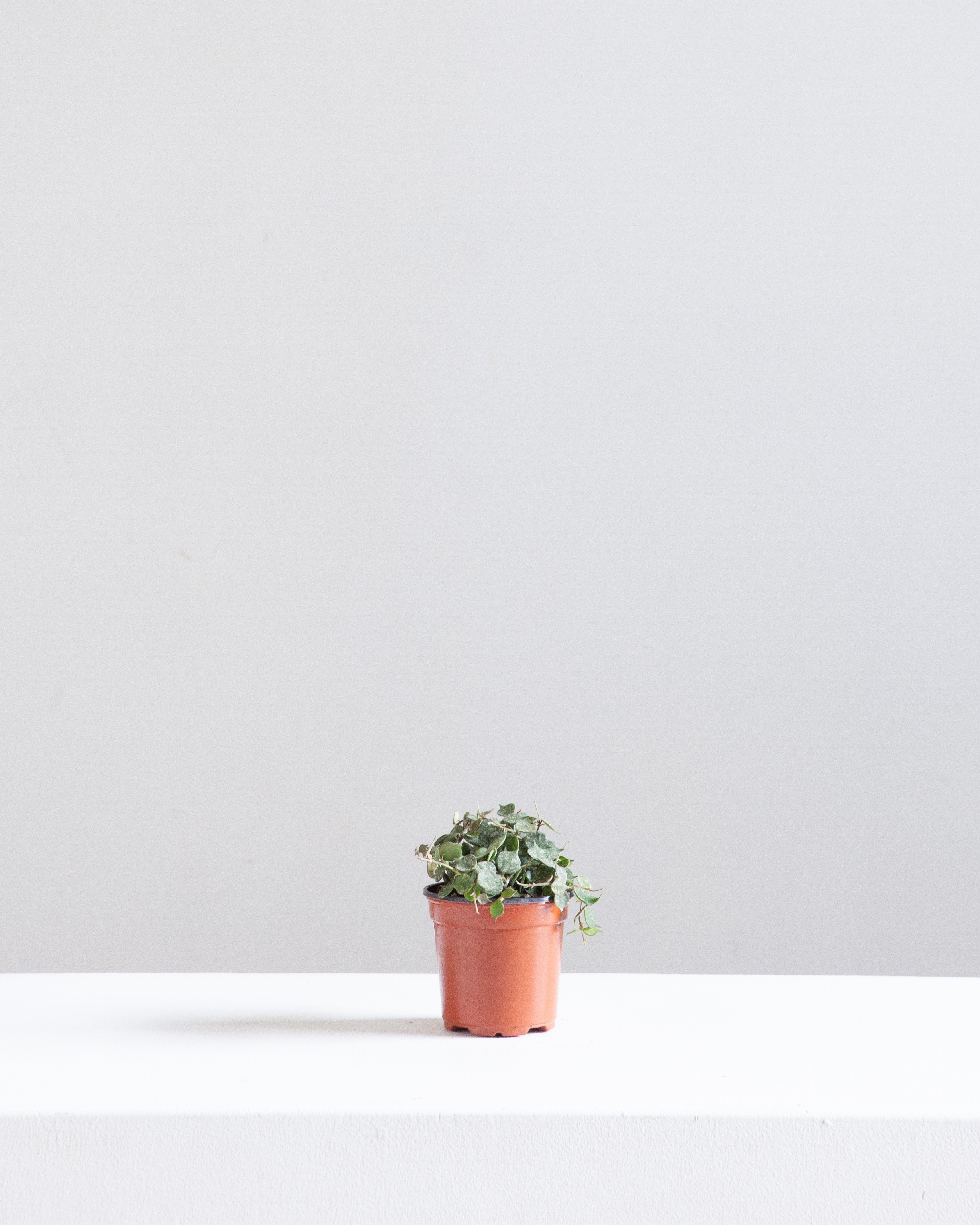 Wax Plant: Hoya curtisii 'Aloha' - 4 inch pot