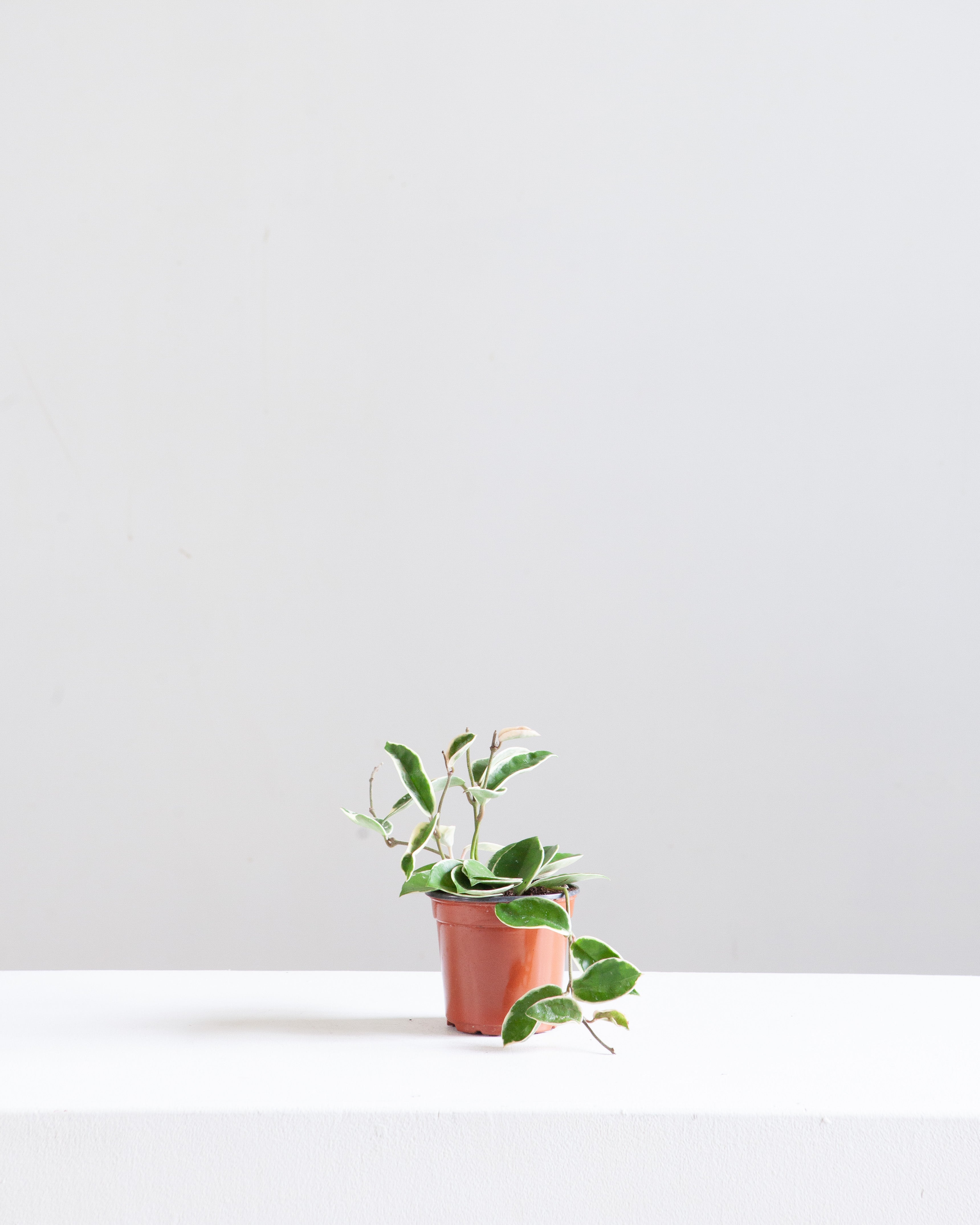 Krimson Queen Wax Plant: Hoya carnosa - 4 inch pot