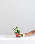 Krimson Queen Wax Plant: Hoya carnosa - 4 inch pot