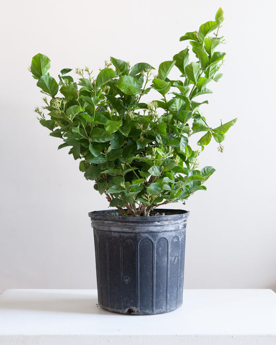 JASMINE 'MAID OF ORLEANS' 10" Grower Pot (3-3.5' tall)