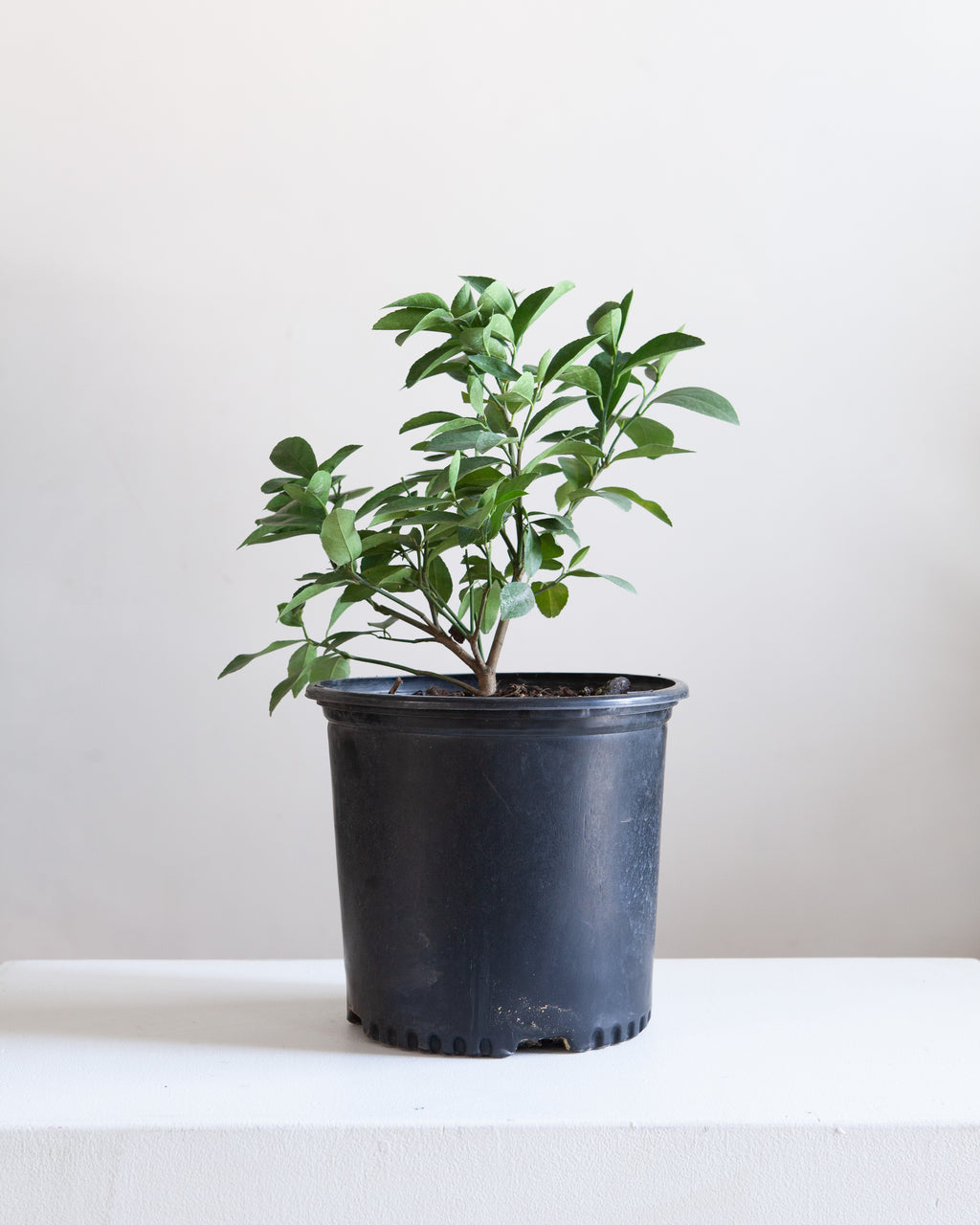 Lemon Tree: Citrus limon - 10 inch pot - 2-3 foot tall
