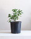 MEYER LEMON 10" Grower Pot