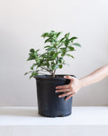 Lemon Tree: Citrus limon - 10 inch pot - 2-3 foot tall