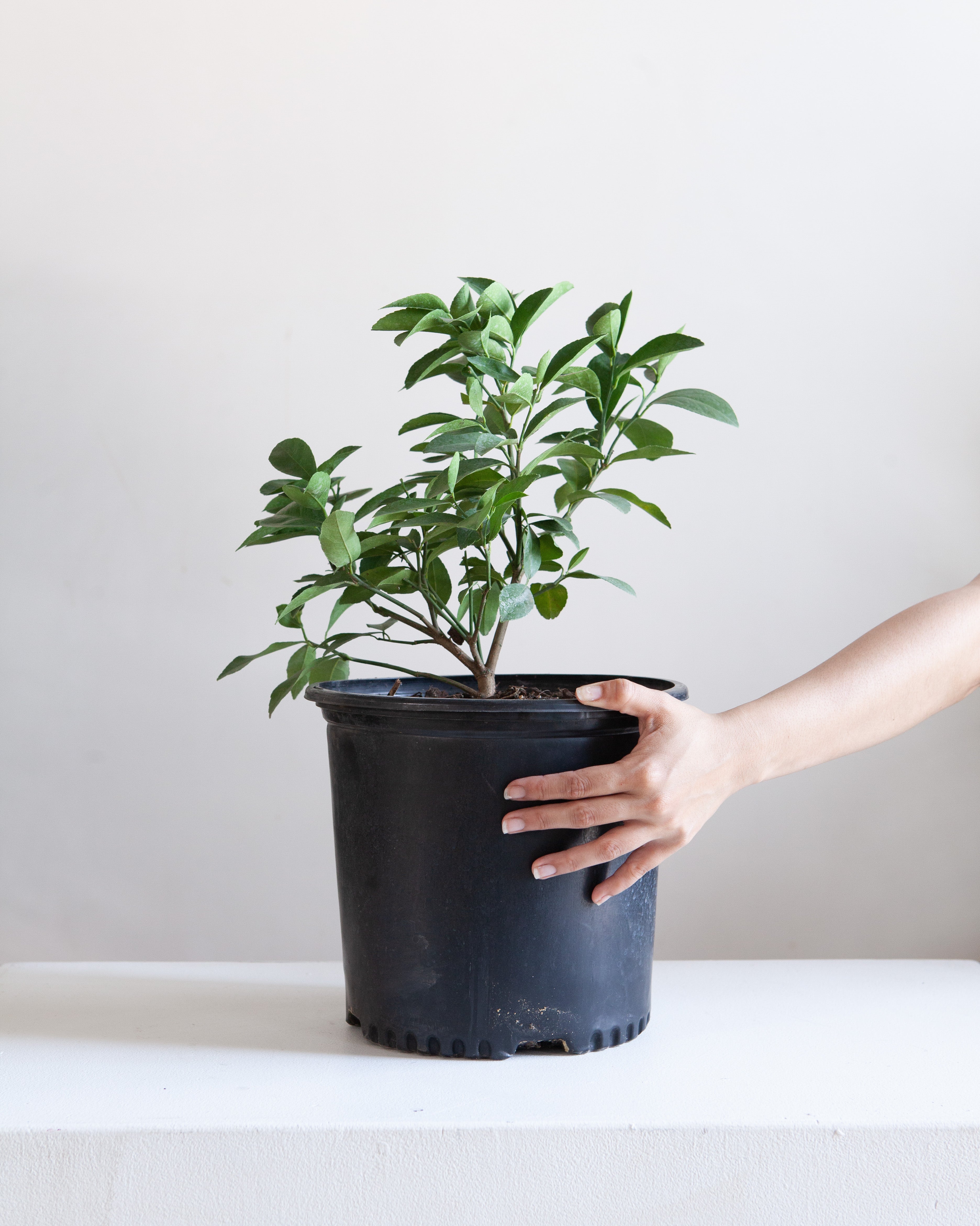 Lemon Tree: Citrus limon - 10 inch pot - 2-3 foot tall