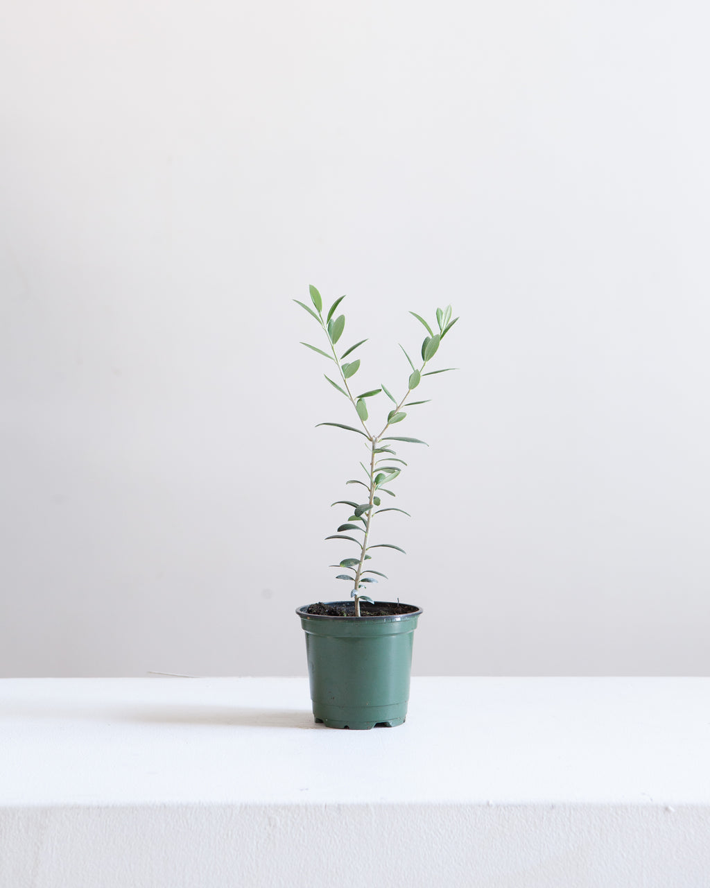 Olive Tree: Olea europaea 'Arbequina' - 4 inch pot