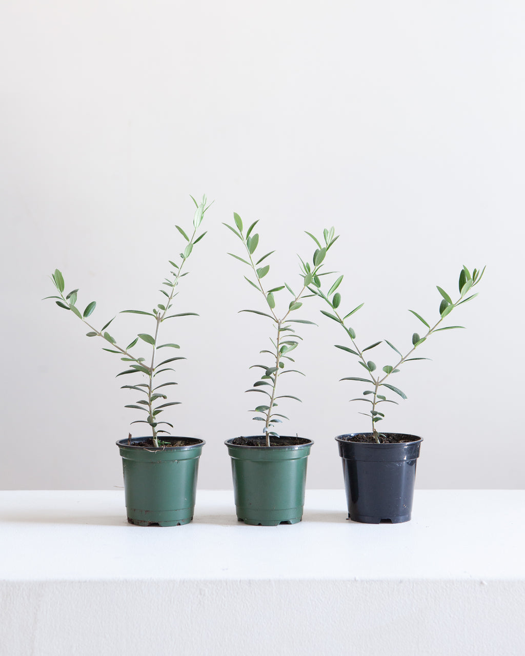 Olive Tree: Olea europaea 'Arbequina' - 4 inch pot