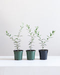 Olive Tree: Olea europaea 'Arbequina' - 4 inch pot