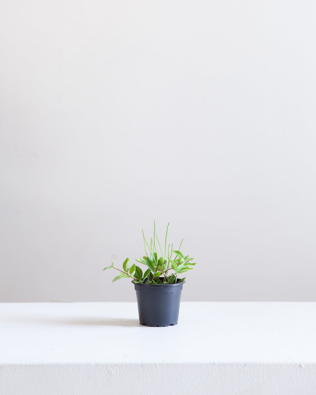 PEPEROMIA ANGULATA 3" grower pot
