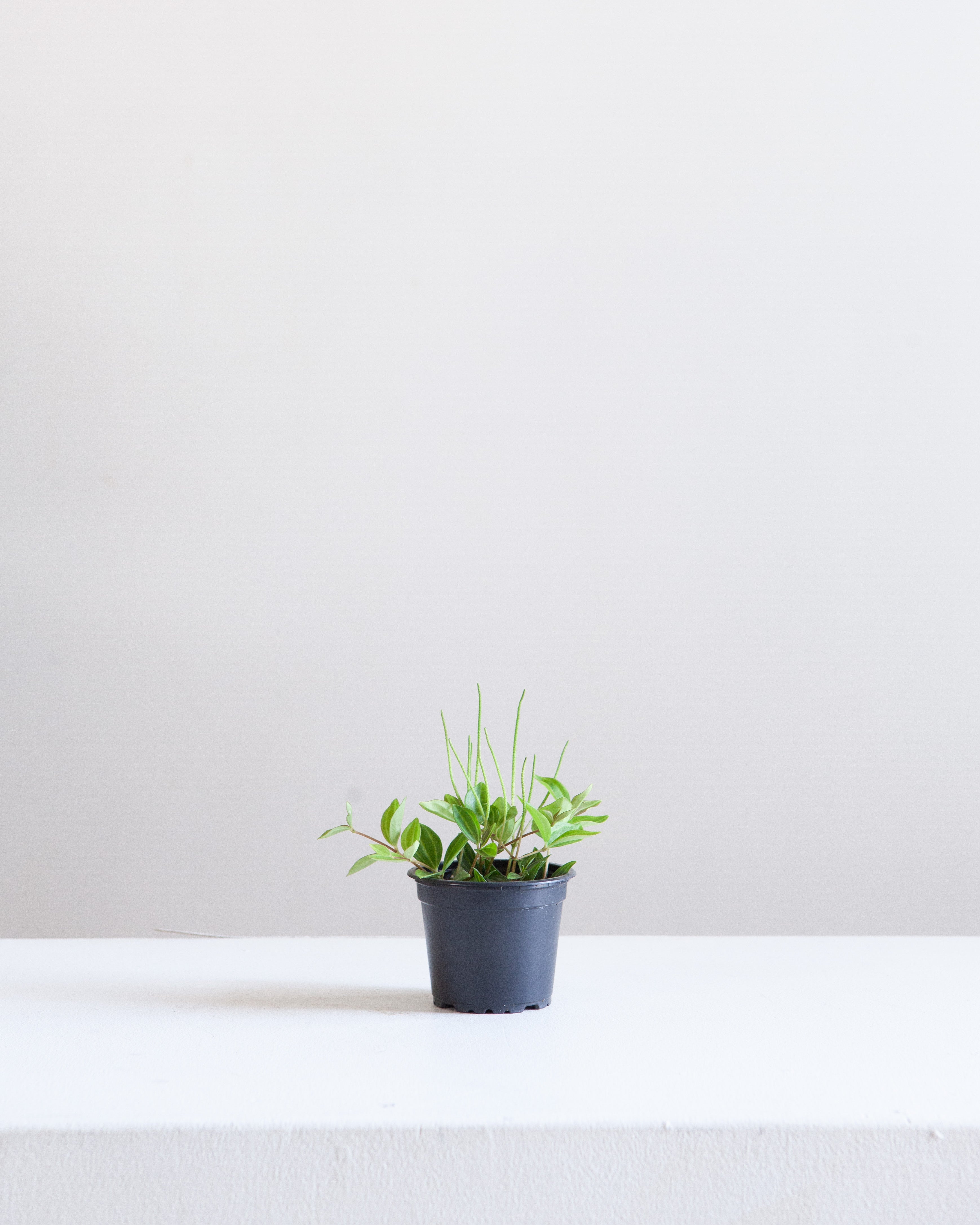 PEPEROMIA ANGULATA 3" grower pot
