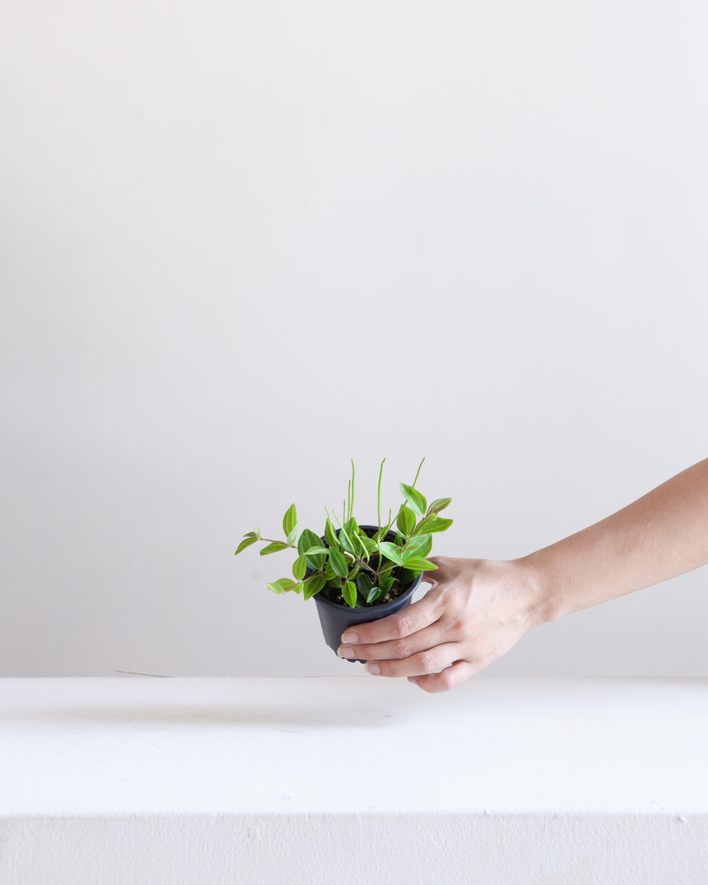 PEPEROMIA ANGULATA 3" grower pot