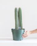CACTUS 'PERU' 10" grower pot