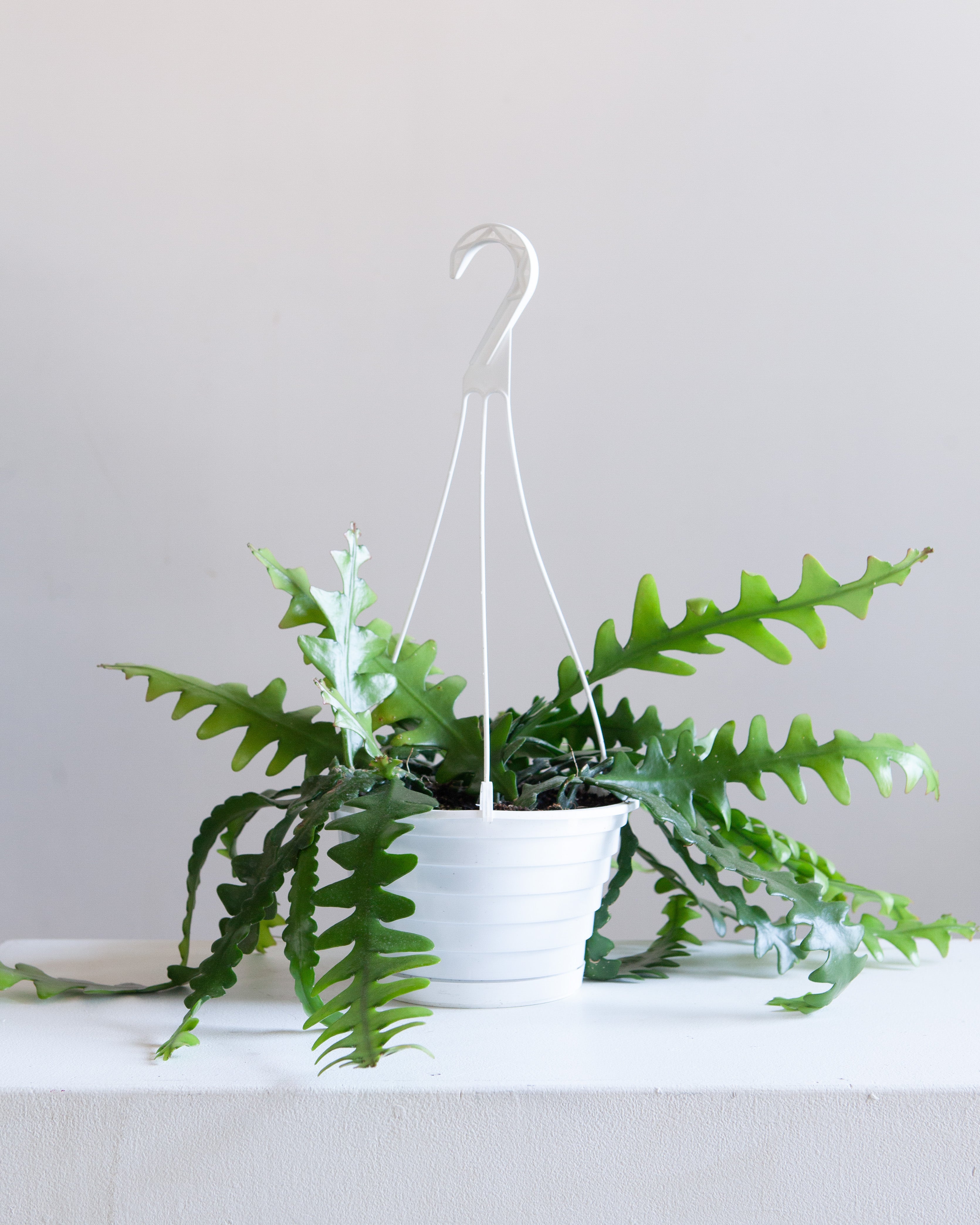 Fishbone Cactus: Disocactus anguliger - 8 inch hanging basket
